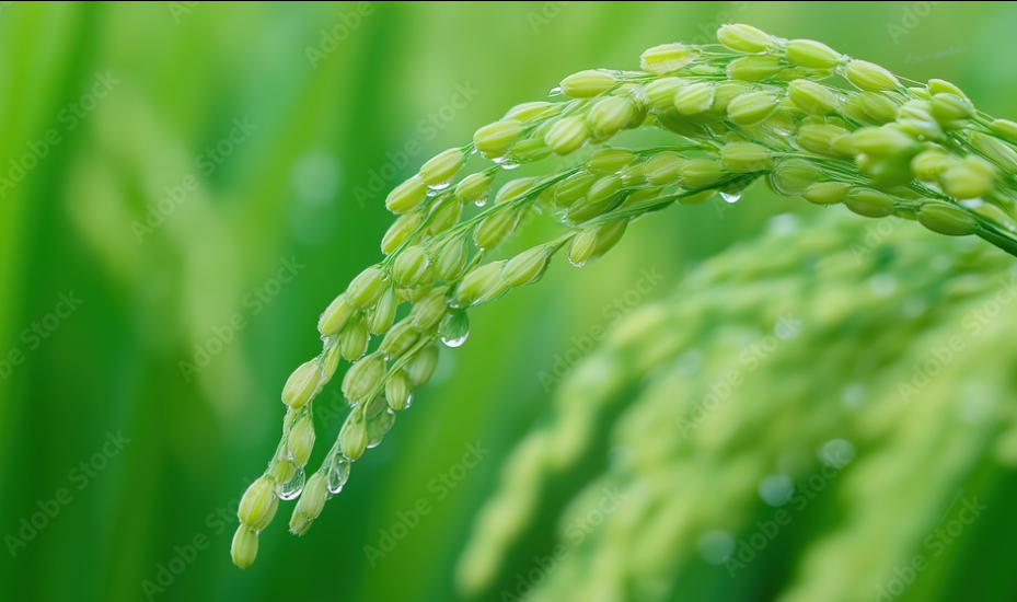 Harvest ready paddy